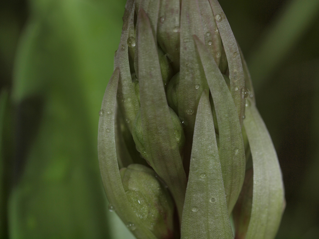 himantoglossum robertiano